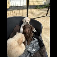 Mixed Breed - Both