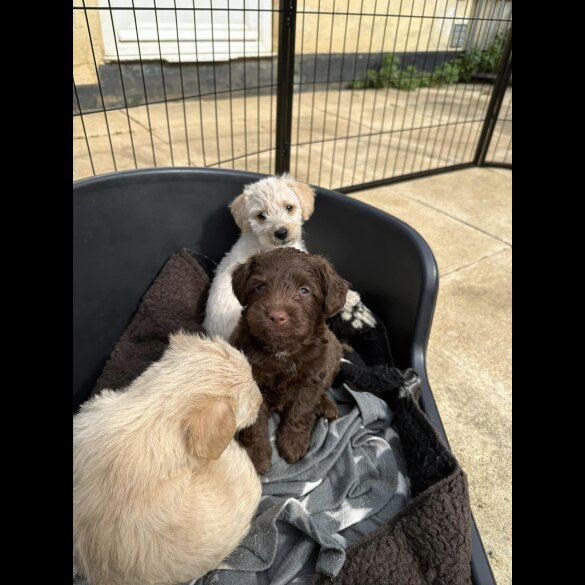 Mixed Breed - Both