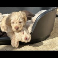 Mixed Breed - Both