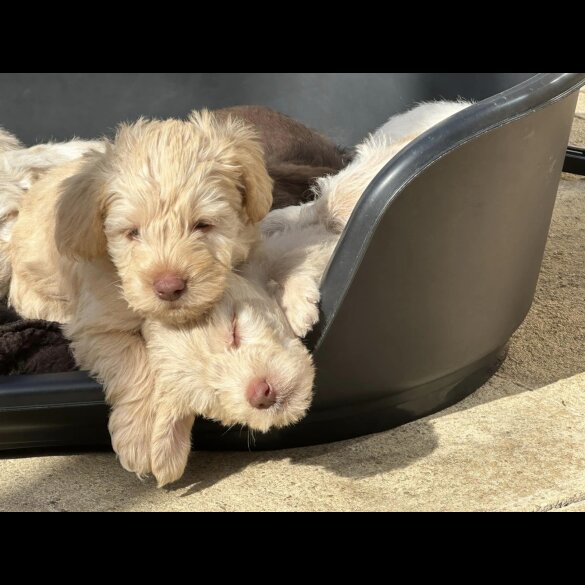 Mixed Breed - Both