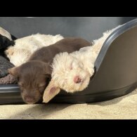 Mixed Breed - Both
