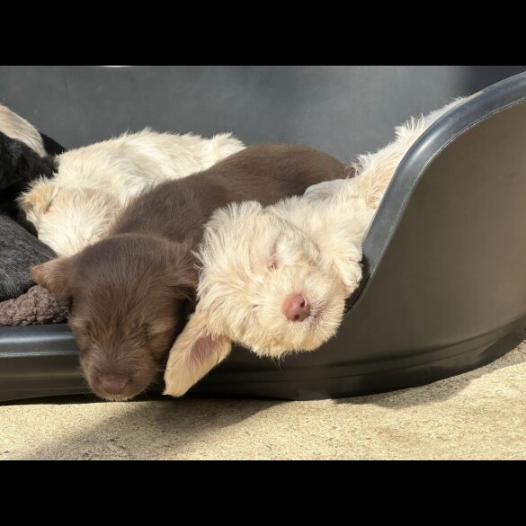 Mixed Breed - Both