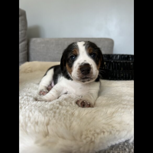 Mixed Breed - Both