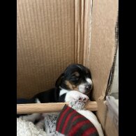 Mixed Breed - Both