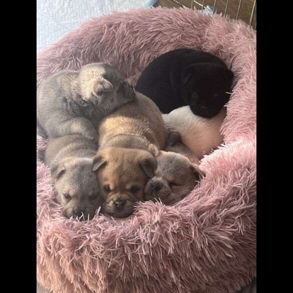 Mixed Breed - Both