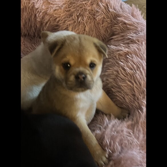 Mixed Breed - Both