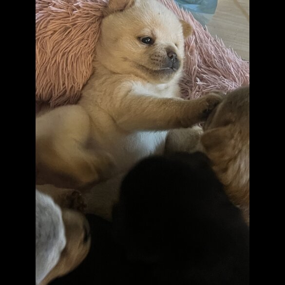 Mixed Breed - Both