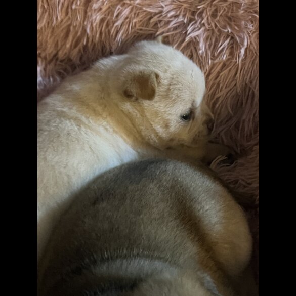 Mixed Breed - Both