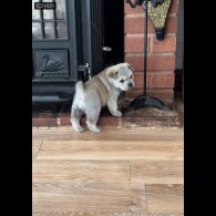 Mixed Breed - Both