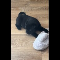 Mixed Breed - Both