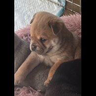 Mixed Breed - Both