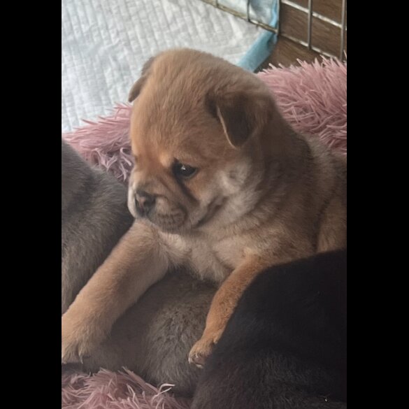 Mixed Breed - Both