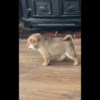 Mixed Breed - Both