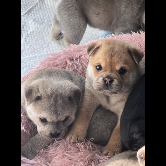 Mixed Breed - Both