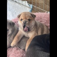Mixed Breed - Both