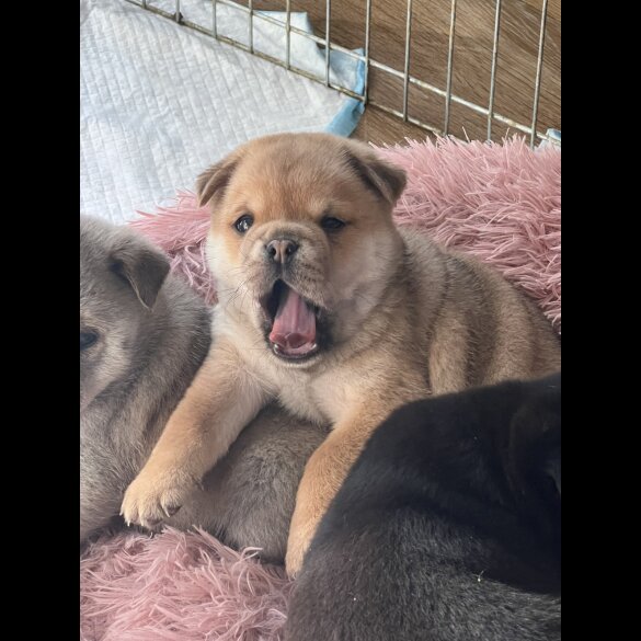 Mixed Breed - Both