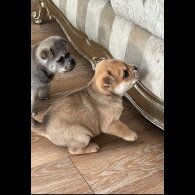 Mixed Breed - Both