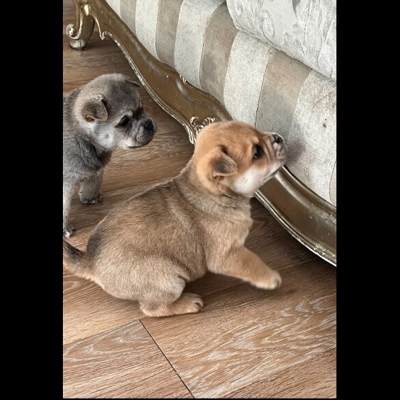 Mixed Breed - Both