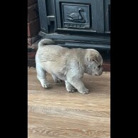 Mixed Breed - Both