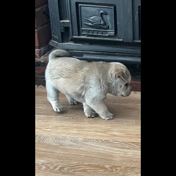 Mixed Breed - Both