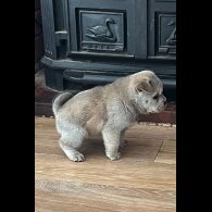 Mixed Breed - Both