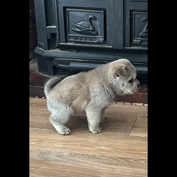 Mixed Breed - Both