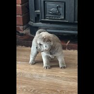 Mixed Breed - Both