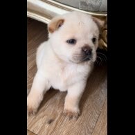 Mixed Breed - Both