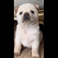 Mixed Breed - Both