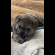 Mixed Breed - Both