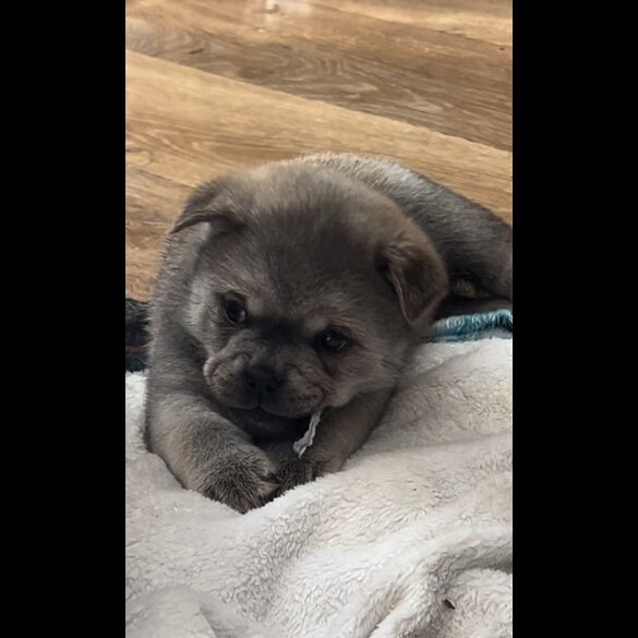 Mixed Breed - Both