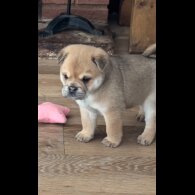Mixed Breed - Both