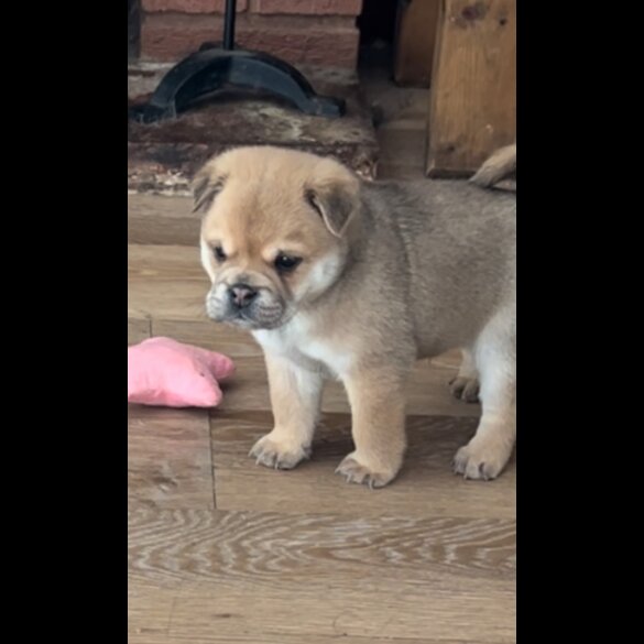 Mixed Breed - Both