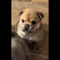 Mixed Breed - Both
