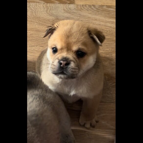 Mixed Breed - Both