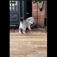 Mixed Breed - Both
