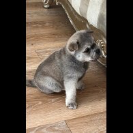 Mixed Breed - Both
