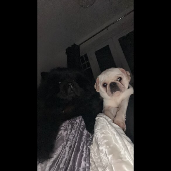 Mixed Breed - Both