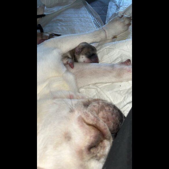 Mixed Breed - Both