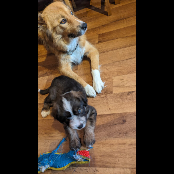 Mixed Breed - Bitches