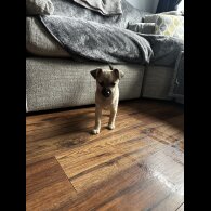 Mixed Breed - Bitches