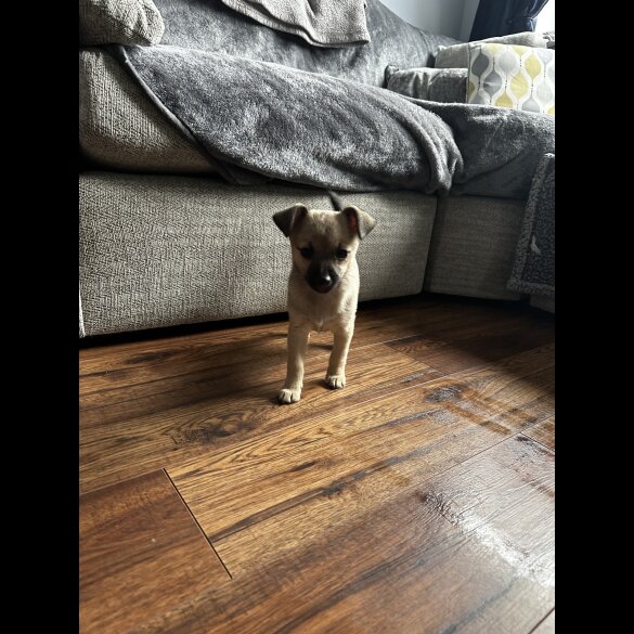 Mixed Breed - Bitches