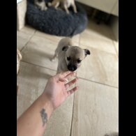 Mixed Breed - Bitches