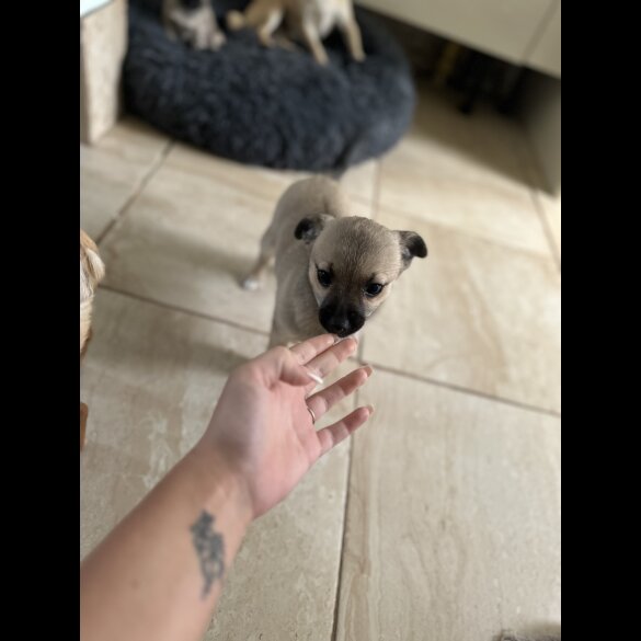 Mixed Breed - Bitches