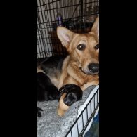 Mixed Breed - Both