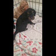 Mixed Breed - Both