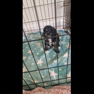 Mixed Breed - Both