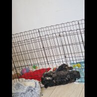 Mixed Breed - Both