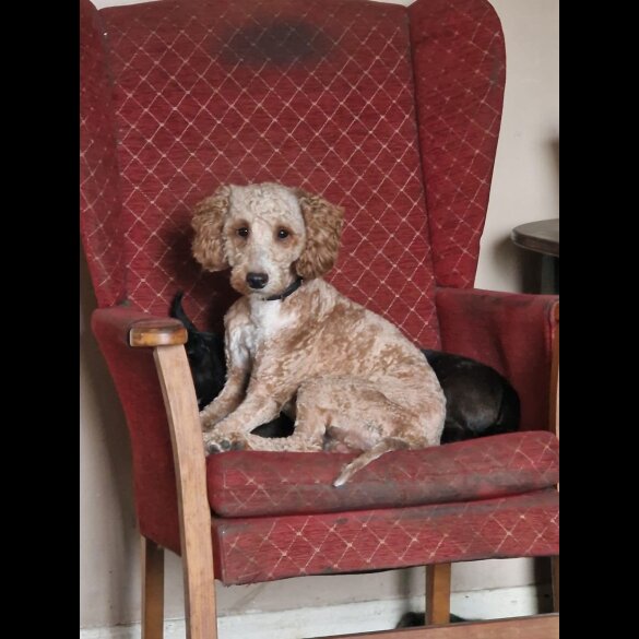 Mixed Breed - Both