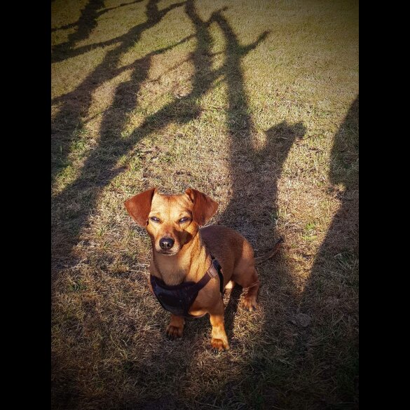 Mixed Breed - Both